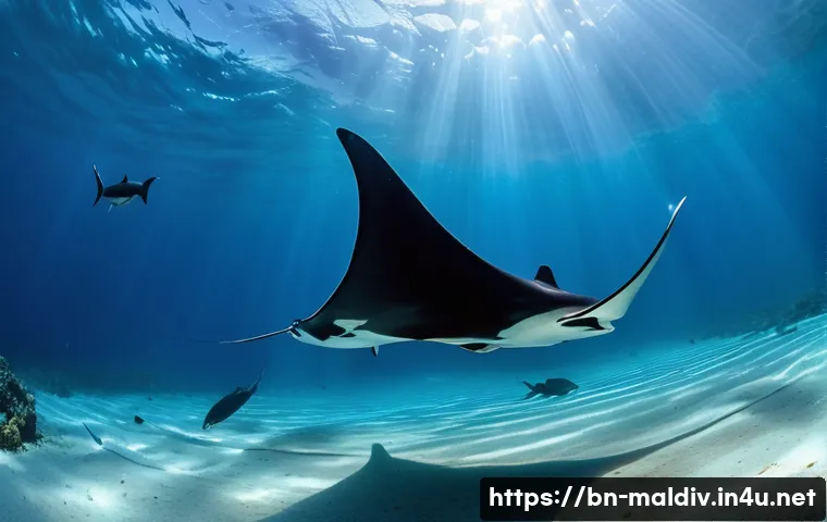 몰디브 다이빙 포인트 관련 이미지 1